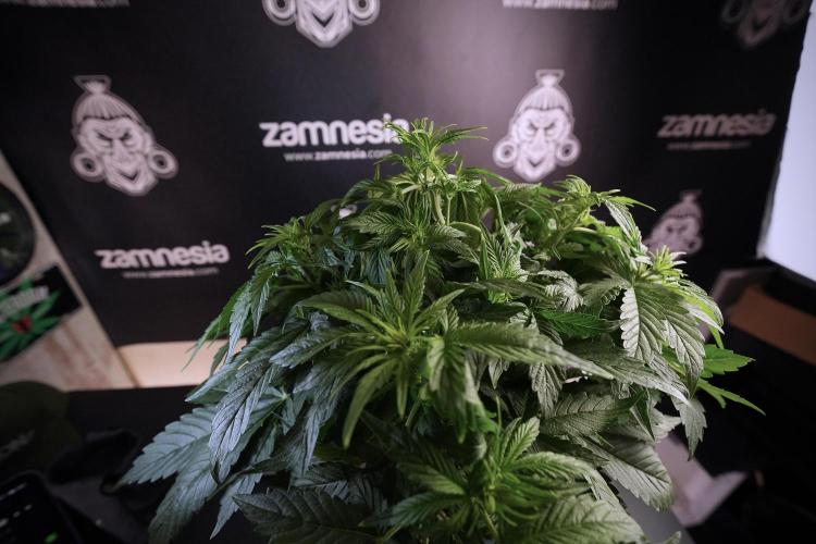 GMO Cookies Served with extra curiosity. Week 6 - GMO Cookies 12/12 From seed 