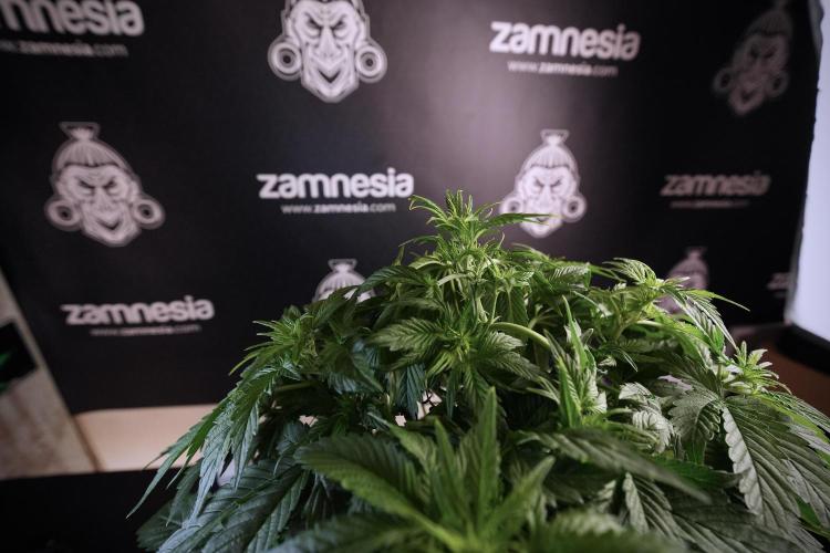 GMO Cookies Served with extra curiosity. Week 6 - GMO Cookies 12/12 From seed 