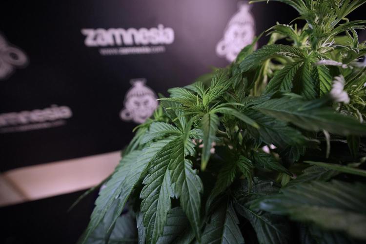 GMO Cookies Served with extra curiosity. Week 6 - GMO Cookies 12/12 From seed 