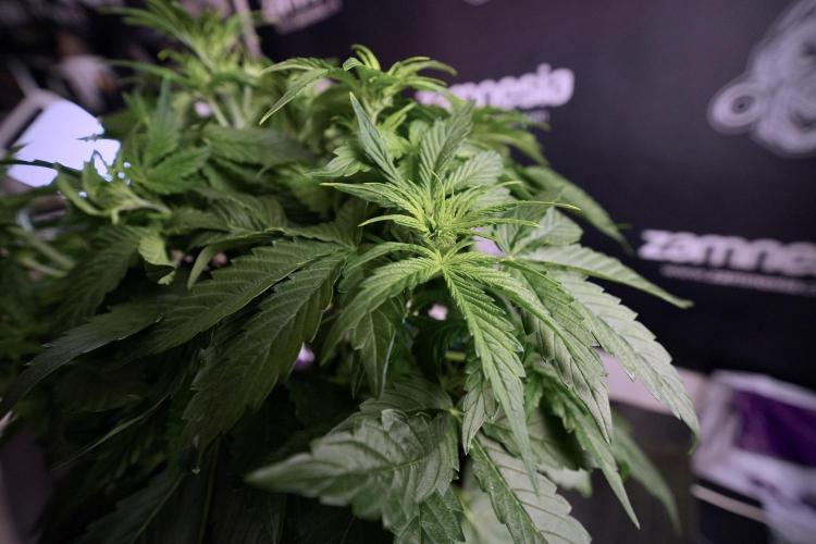 GMO Cookies Served with extra curiosity. Week 6 - GMO Cookies 12/12 From seed 