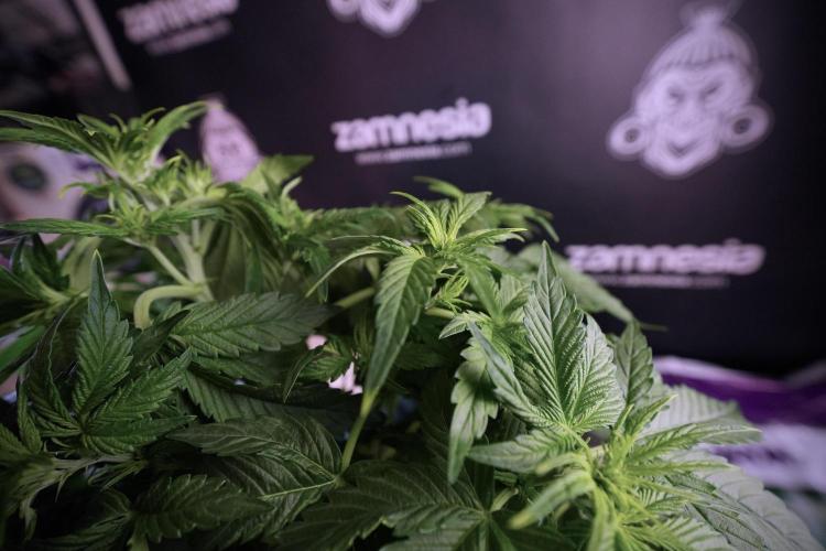 GMO Cookies Served with extra curiosity. Week 6 - GMO Cookies 12/12 From seed 