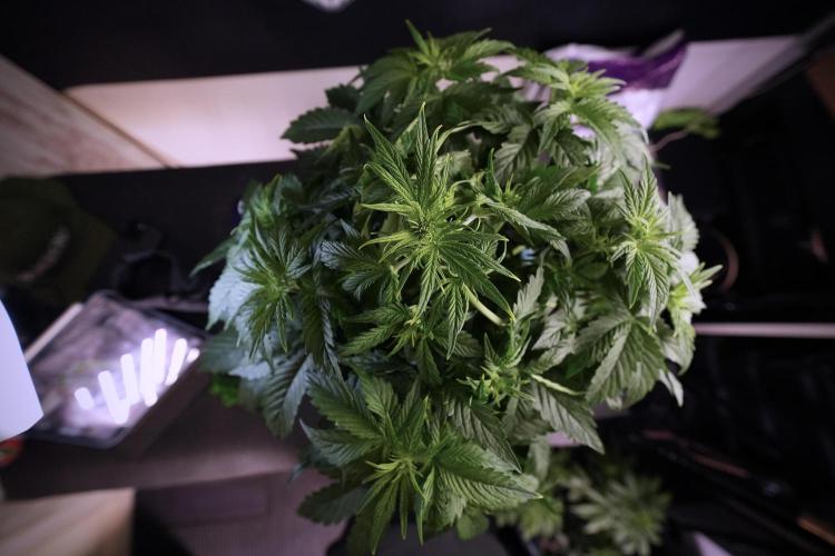 GMO Cookies Served with extra curiosity. Week 6 - GMO Cookies 12/12 From seed 