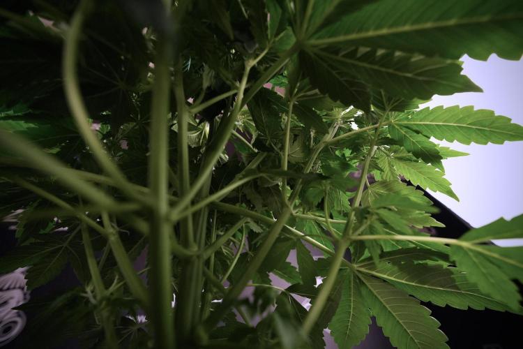 GMO Cookies Served with extra curiosity. Week 6 - GMO Cookies 12/12 From seed 