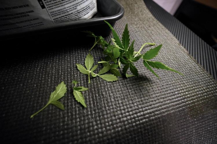 GMO Cookies Served with extra curiosity. Week 6 - Leafs 