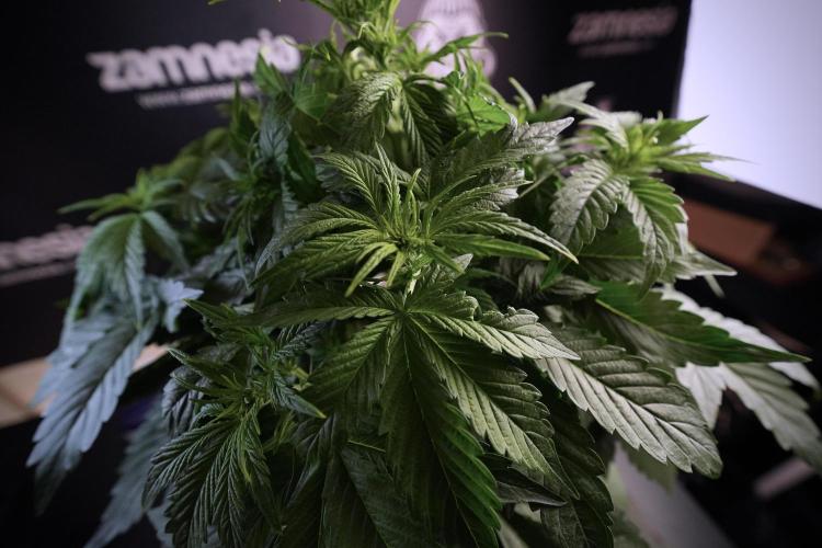 GMO Cookies Served with extra curiosity. Week 6 - GMO Cookies 12/12 From seed 