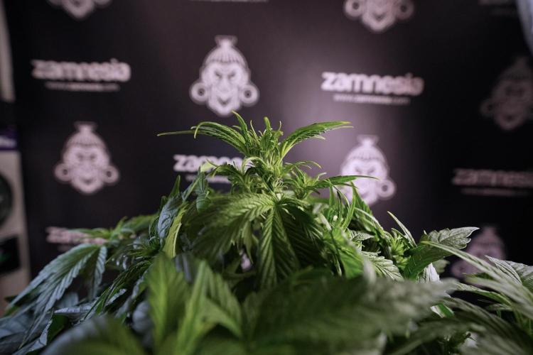 GMO Cookies Served with extra curiosity. Week 6 - GMO Cookies 12/12 From seed 