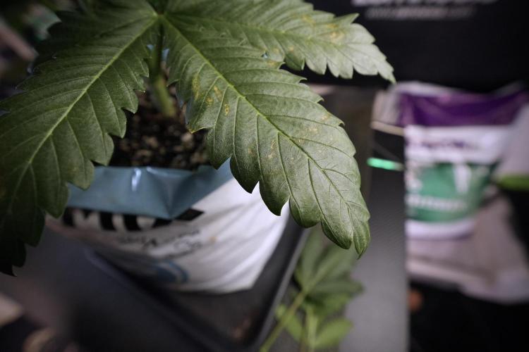 Skywalker OG Legends of the 12/12 Galaxy. Week 6 - Sky Walker OG clean up day 