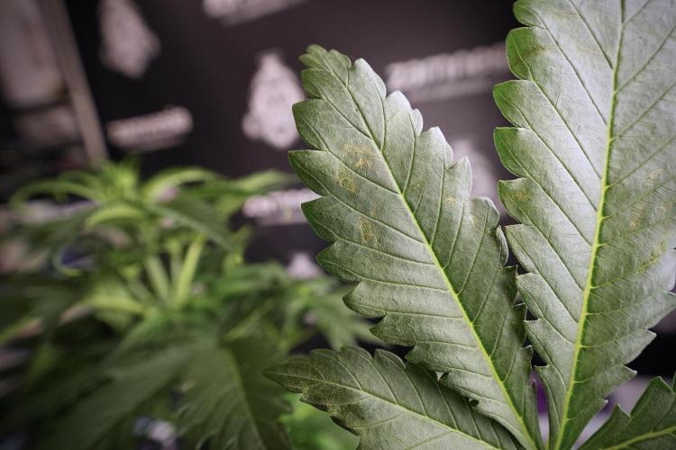 Skywalker OG Legends of the 12/12 Galaxy. Week 6 - Sky Walker OG clean up day 