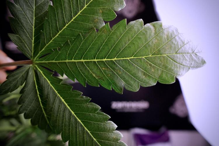 Skywalker OG Legends of the 12/12 Galaxy. Week 6 - Sky Walker OG clean up day 