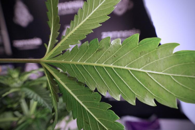 Skywalker OG Legends of the 12/12 Galaxy. Week 6 - Sky Walker OG clean up day 