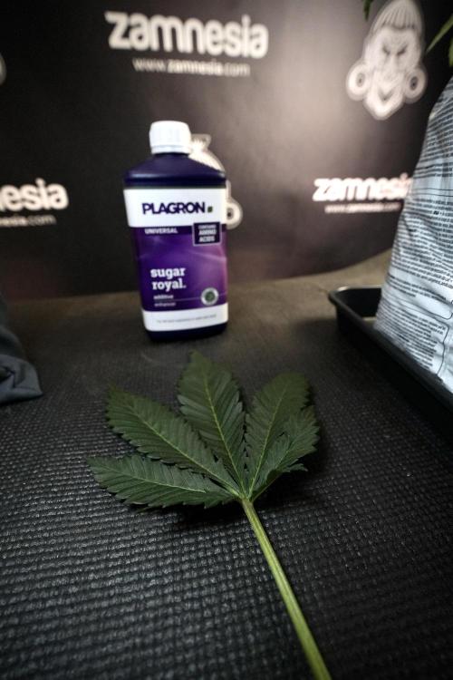 Skywalker OG Legends of the 12/12 Galaxy. Week 6 - Sky Walker OG clean up day 