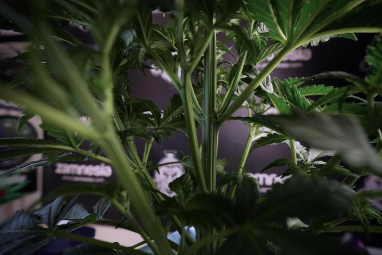 Skywalker OG Legends of the 12/12 Galaxy. Week 6 - Sky Walker OG clean up day 