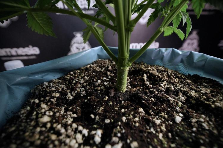 Skywalker OG Legends of the 12/12 Galaxy. Week 6 - Sky Walker OG clean up day 