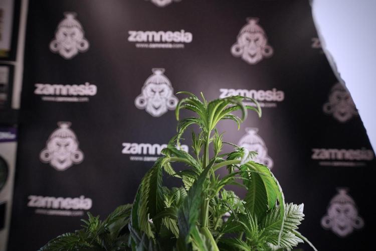 Skywalker OG Legends of the 12/12 Galaxy. Week 6 - Sky Walker OG clean up day 