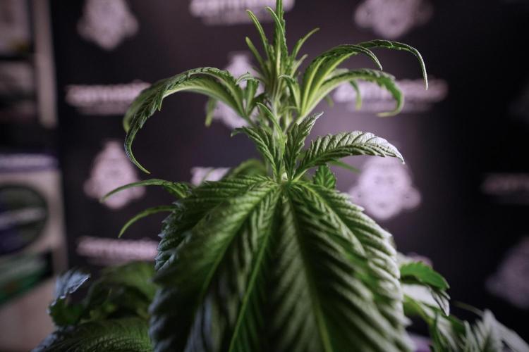 Skywalker OG Legends of the 12/12 Galaxy. Week 6 - Sky Walker OG clean up day 