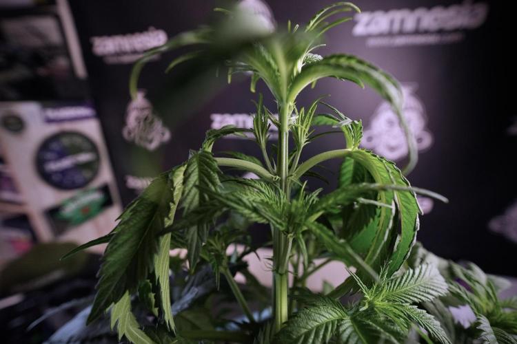 Skywalker OG Legends of the 12/12 Galaxy. Week 6 - Sky Walker OG clean up day 