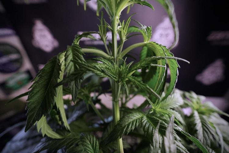 Skywalker OG Legends of the 12/12 Galaxy. Week 6 - Sky Walker OG clean up day 