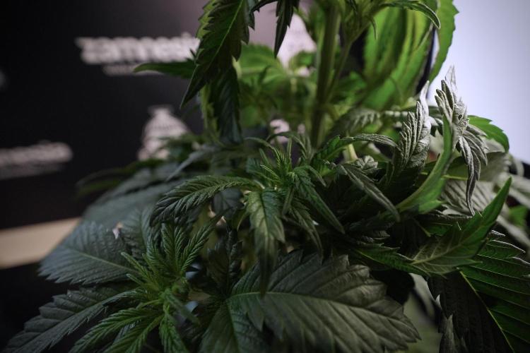 Skywalker OG Legends of the 12/12 Galaxy. Week 6 - Sky Walker OG clean up day 