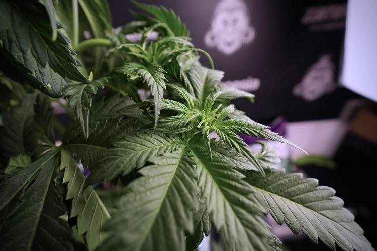 Skywalker OG Legends of the 12/12 Galaxy. Week 6 - Sky Walker OG clean up day 