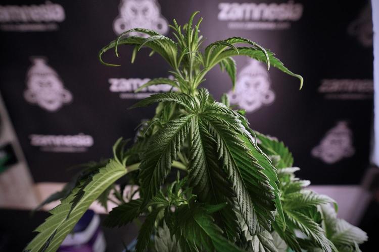 Skywalker OG Legends of the 12/12 Galaxy. Week 6 - Sky Walker OG clean up day 