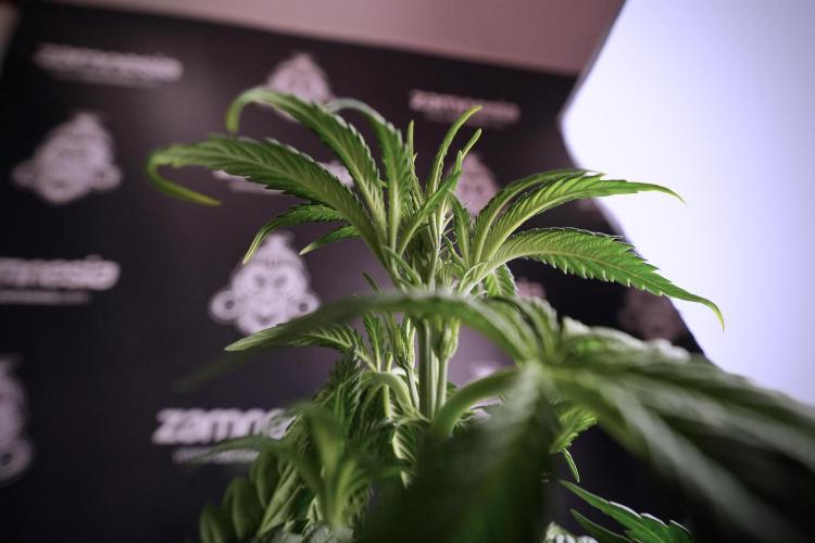 Skywalker OG Legends of the 12/12 Galaxy. Week 6 - Sky Walker OG clean up day 