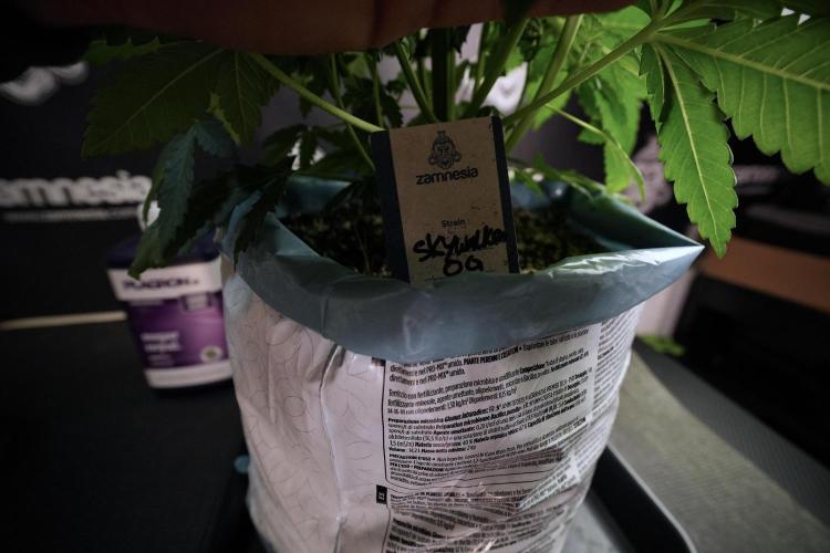 Skywalker OG Legends of the 12/12 Galaxy. Week 6 - Sky walker OG  clipping 