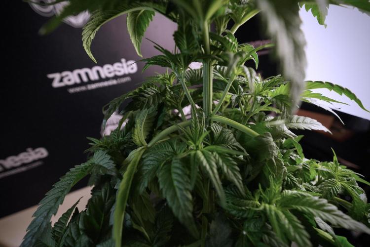 Skywalker OG Legends of the 12/12 Galaxy. Week 6 - Sky walker OG  clipping 