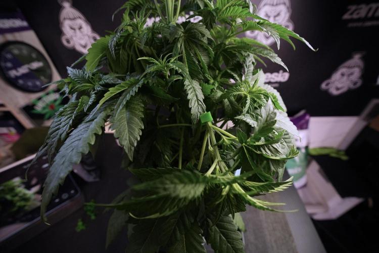 Skywalker OG Legends of the 12/12 Galaxy. Week 6 - Sky walker OG  clipping 