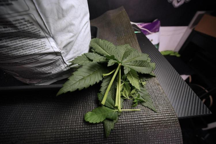 Skywalker OG Legends of the 12/12 Galaxy. Week 6 - Leafs