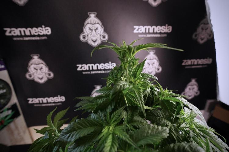 Skywalker OG Legends of the 12/12 Galaxy. Week 6 - Sky walker OG  clipping 