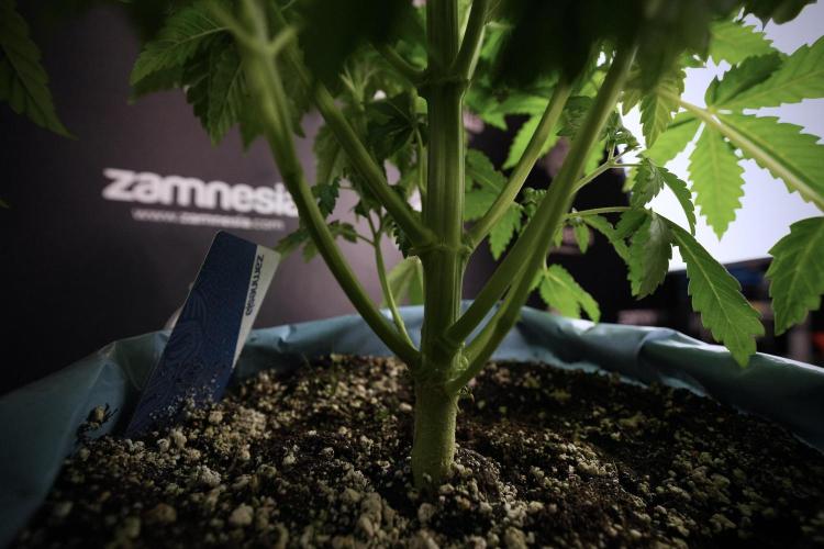 Skywalker OG Legends of the 12/12 Galaxy. Week 6 - Sky walker OG  clipping 