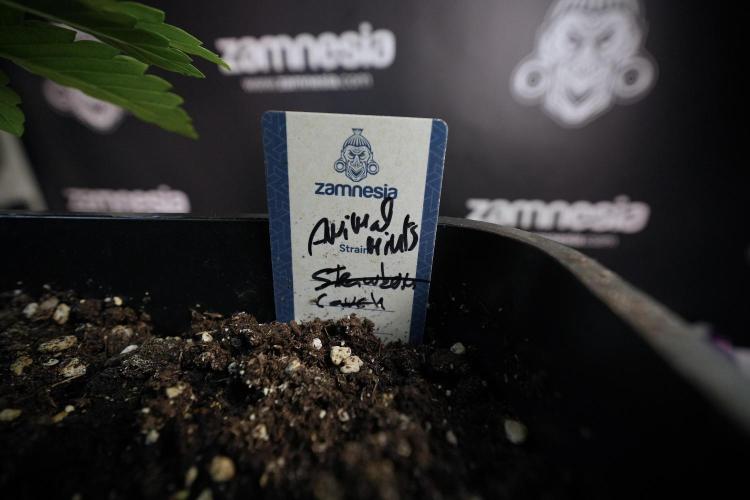 Animal Mints-Legends of the Frozen North. Week 6 - Plant A