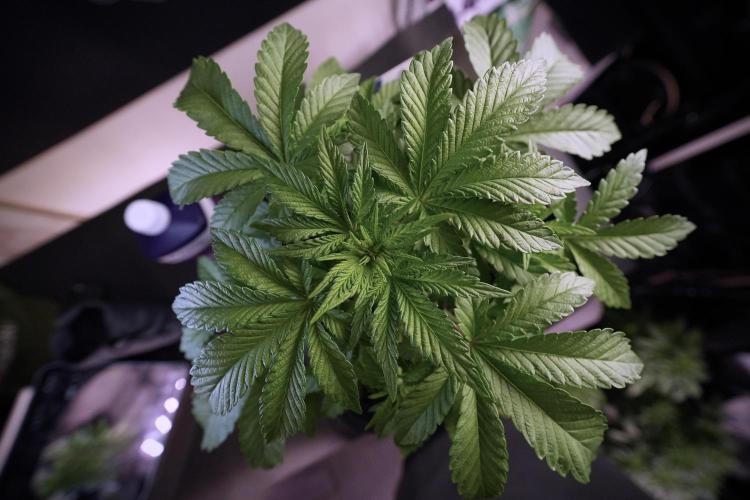 Animal Mints-Legends of the Frozen North. Week 6 - Plant A