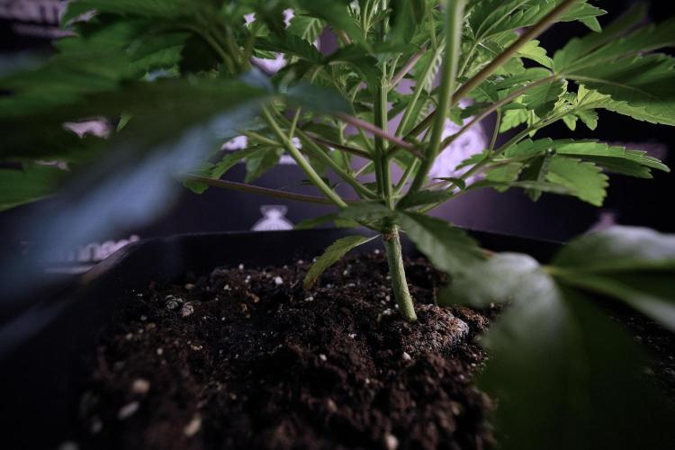 Animal Mints-Legends of the Frozen North. Week 6 - Plant A