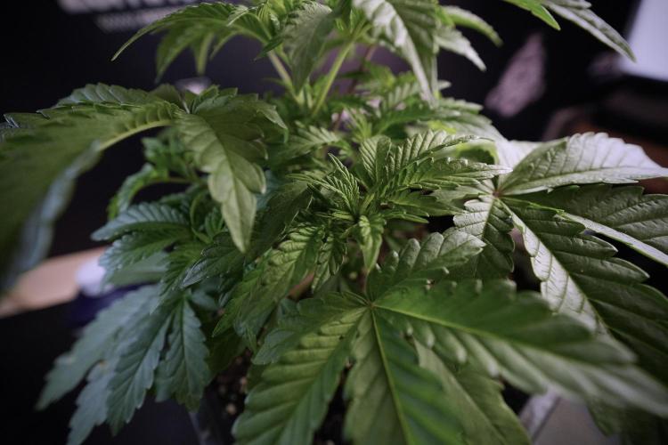 Animal Mints-Legends of the Frozen North. Week 6 - Plant A