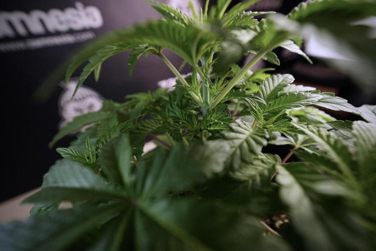 Animal Mints-Legends of the Frozen North. Week 6 - Plant A