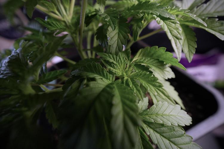 Animal Mints-Legends of the Frozen North. Week 6 - Plant A