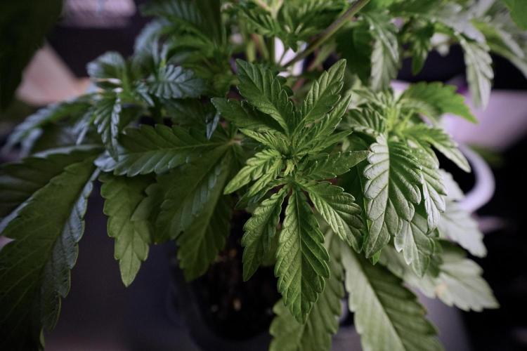 Animal Mints-Legends of the Frozen North. Week 6 - Plant A