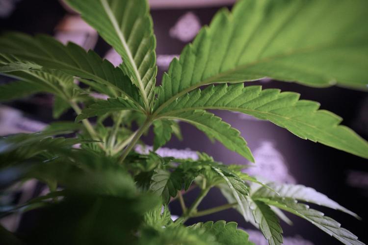 Animal Mints-Legends of the Frozen North. Week 6 - Plant A