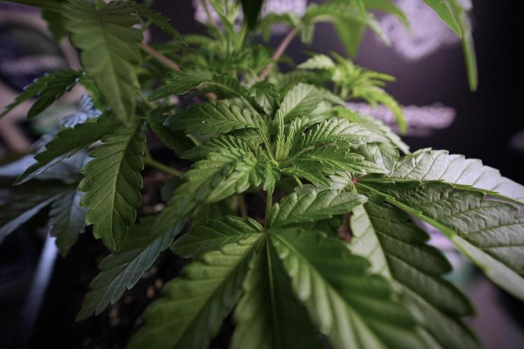 Animal Mints-Legends of the Frozen North. Week 6 - Plant A