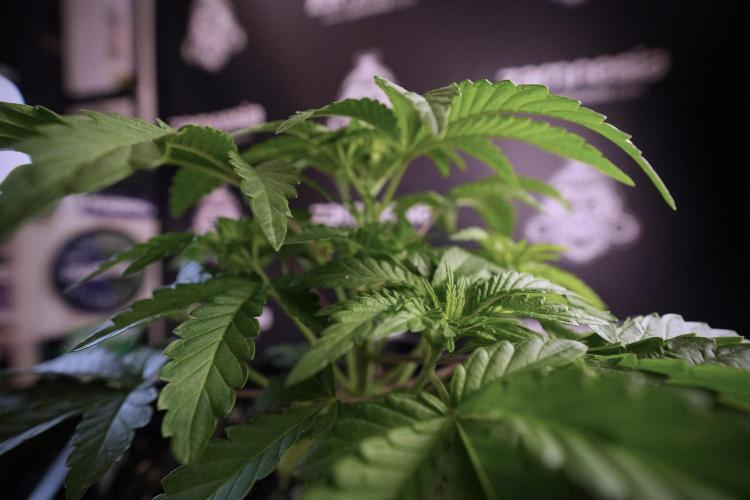 Animal Mints-Legends of the Frozen North. Week 6 - Plant A