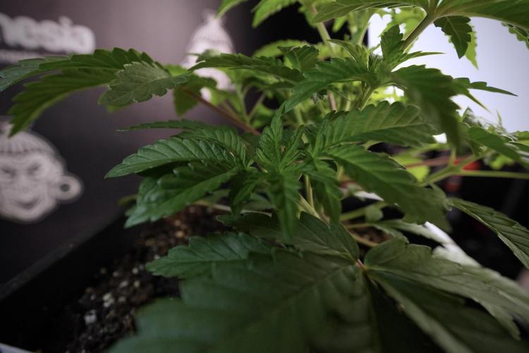 Animal Mints-Legends of the Frozen North. Week 6 - Plant A