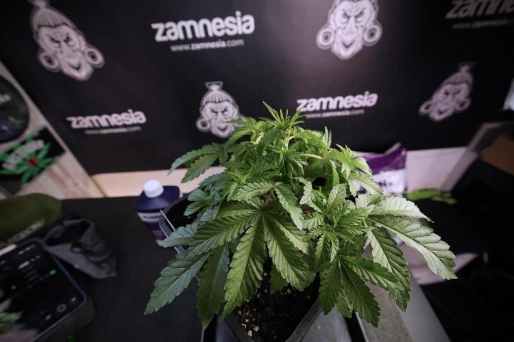 Animal Mints-Legends of the Frozen North. Week 6 - Plant A