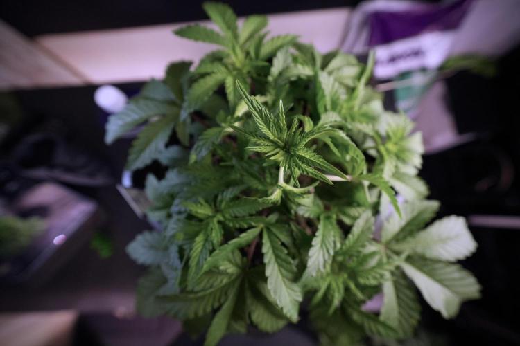 Animal Mints-Legends of the Frozen North. Week 6 - Plant A