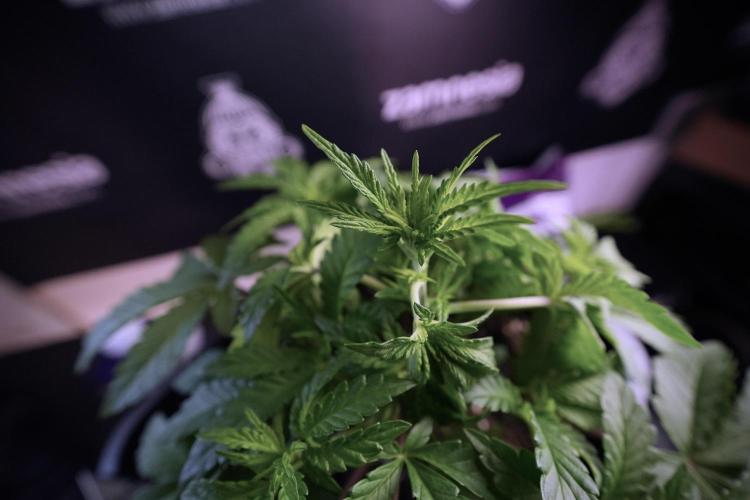 Animal Mints-Legends of the Frozen North. Week 6 - Plant A