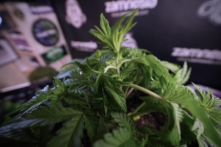 Animal Mints-Legends of the Frozen North. Week 6 - Plant A