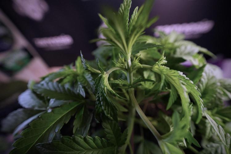 Animal Mints-Legends of the Frozen North. Week 6 - Plant A