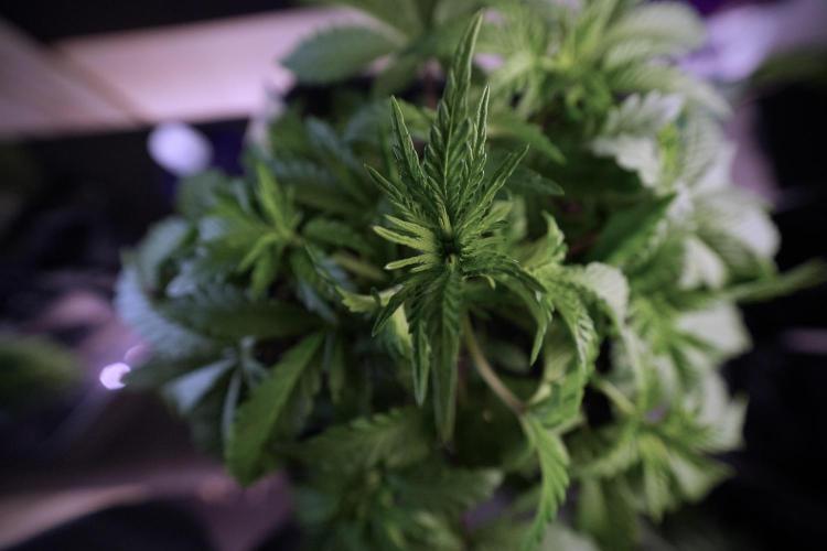 Animal Mints-Legends of the Frozen North. Week 6 - Plant A