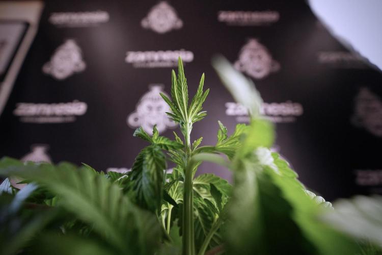 Animal Mints-Legends of the Frozen North. Week 6 - Plant A