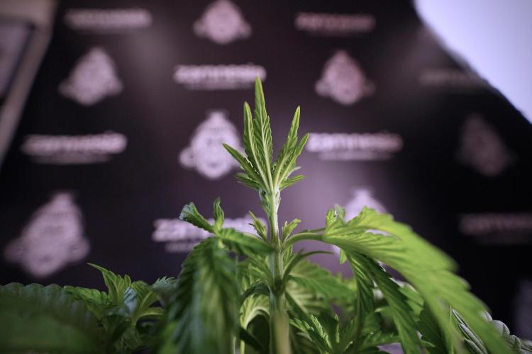 Animal Mints-Legends of the Frozen North. Week 6 - Plant A